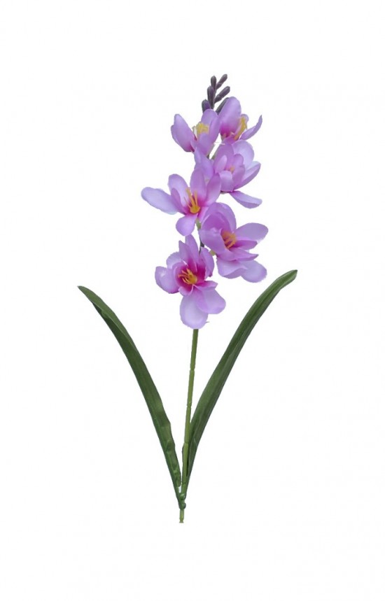 Freesia lila recht
