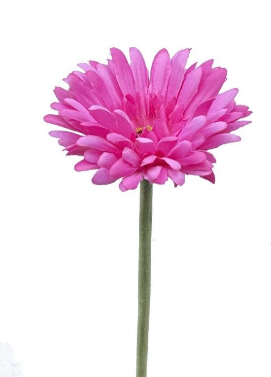 Gerbera fuchsia