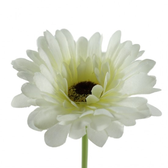 Gerbera wit