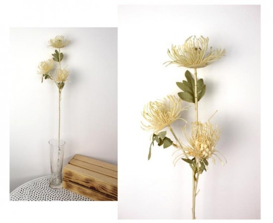 Kwiat protea strzepiony szamp84991